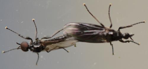 Dilophus febrilis